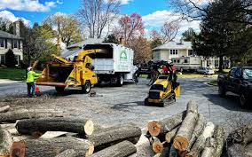 Best Tree Maintenance Programs  in Ramsey, NJ
