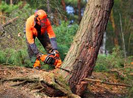 Best Stump Grinding and Removal  in Ramsey, NJ
