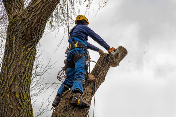 Best Firewood Processing and Delivery  in Ramsey, NJ