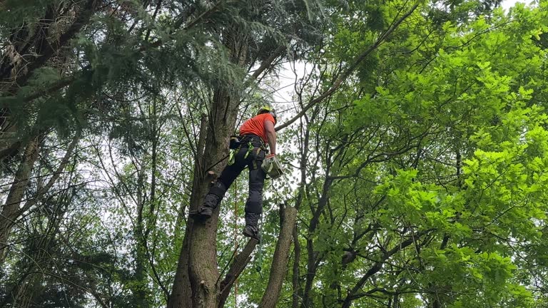 Best Palm Tree Trimming  in Ramsey, NJ