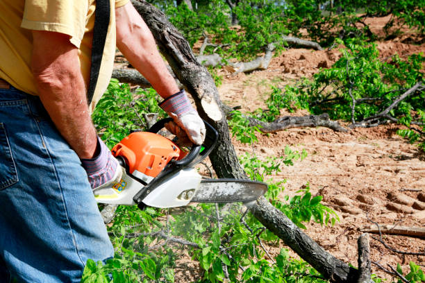 Professional Tree Removal in Ramsey, NJ