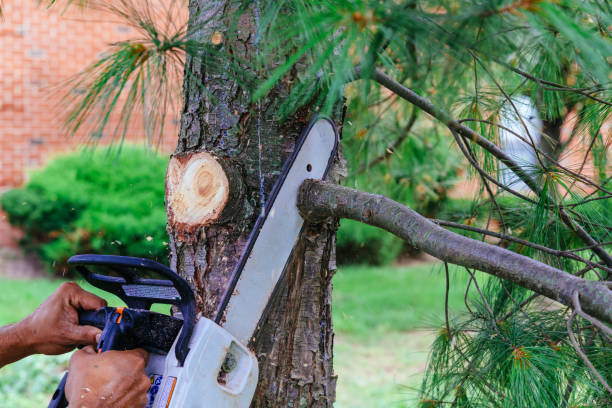 Best Hedge Trimming  in Ramsey, NJ